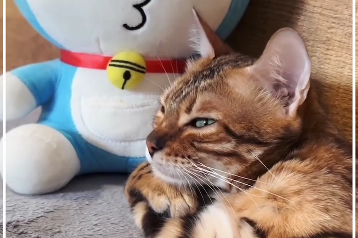 Chú Mèo Bengal Có Ánh Nhìn Liếc Xéo Kiêu Kỳ